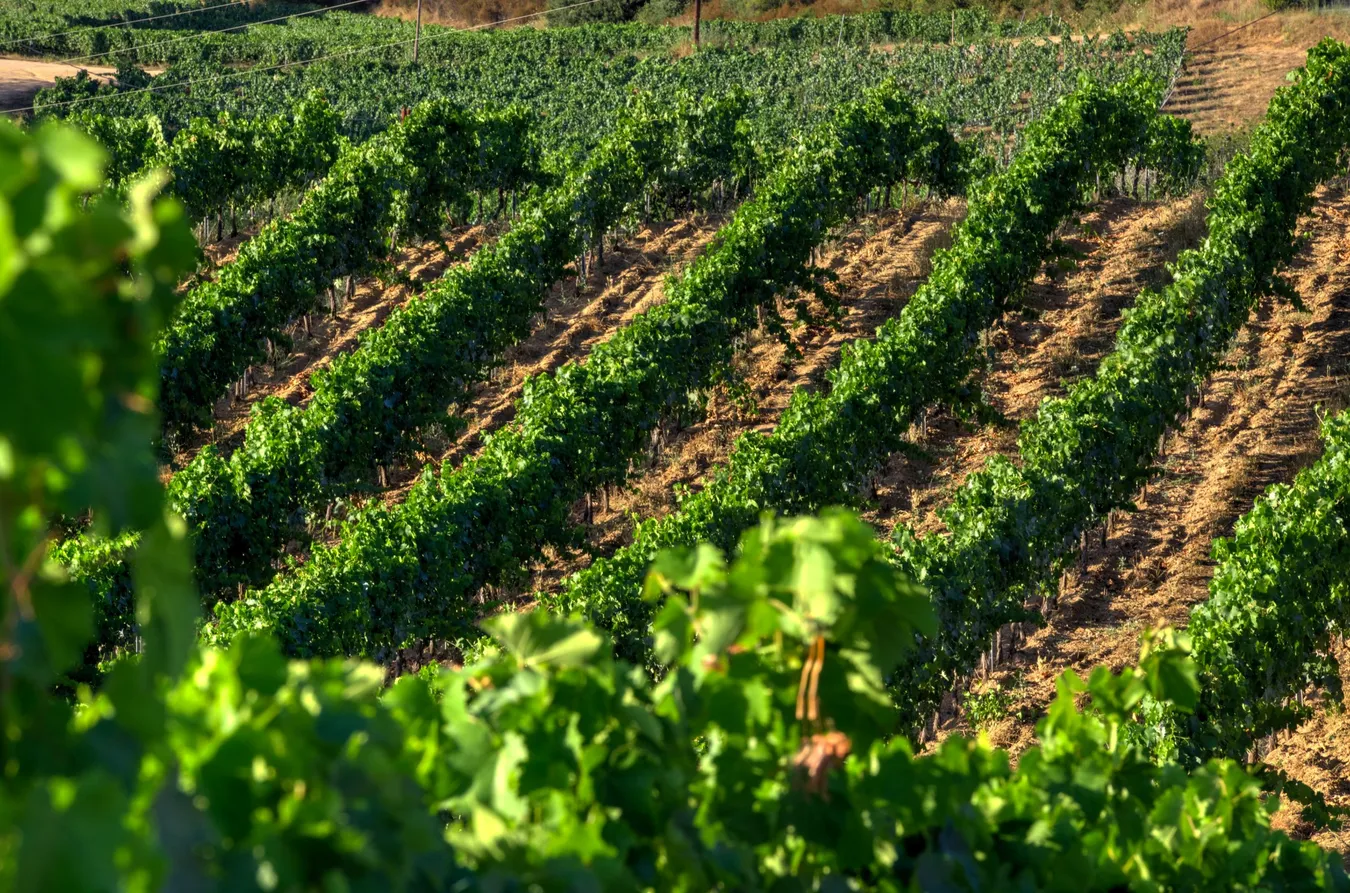 Domaine viticole | Domaine Comte Abbatucci