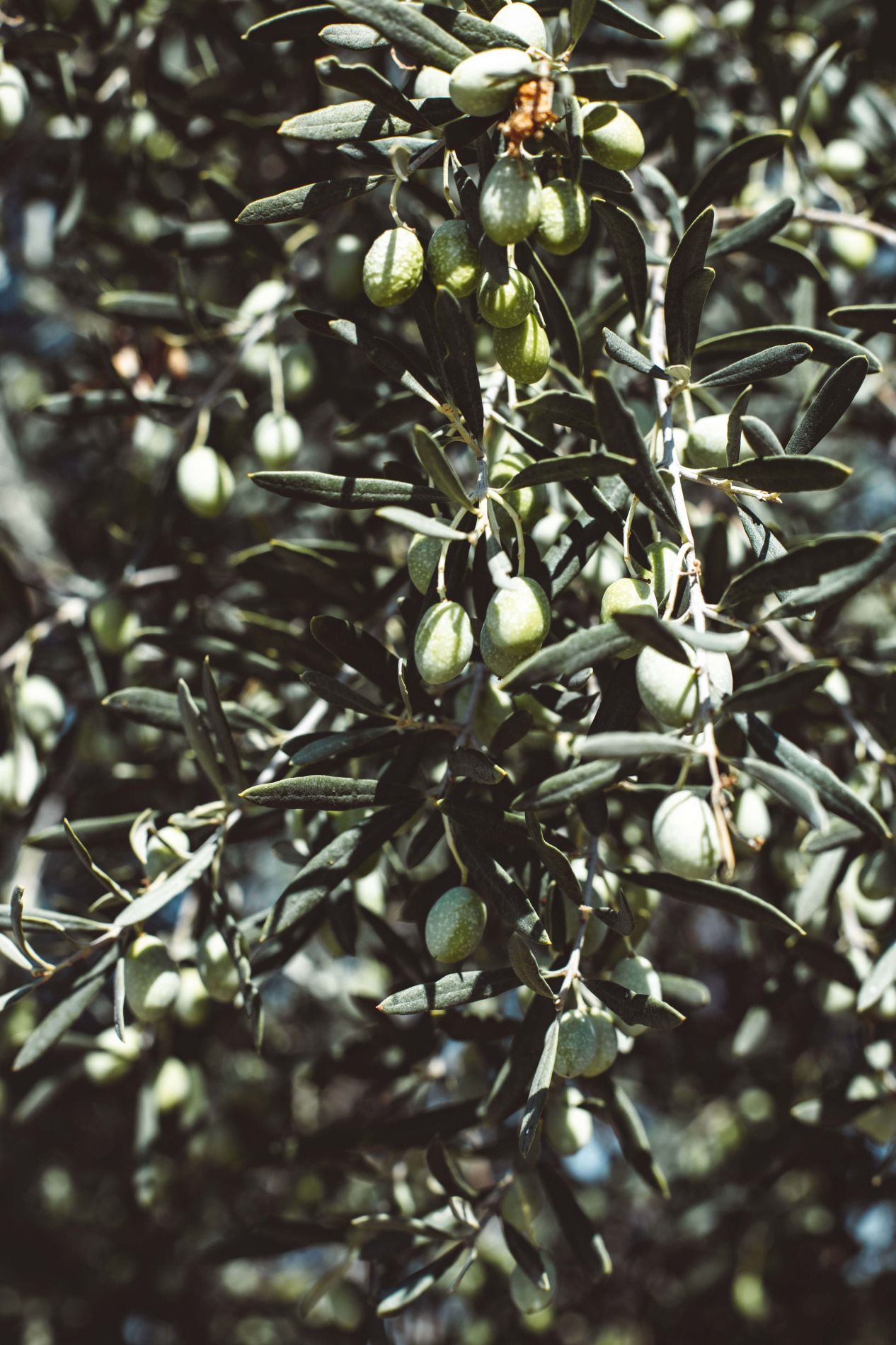 Cosmetics and olive oil in Corsica | Domaine Comte Abbatucci