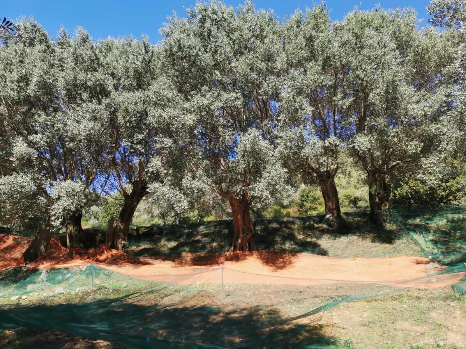 Corsican virgin olive oil | Domaine Comte Abbatucci