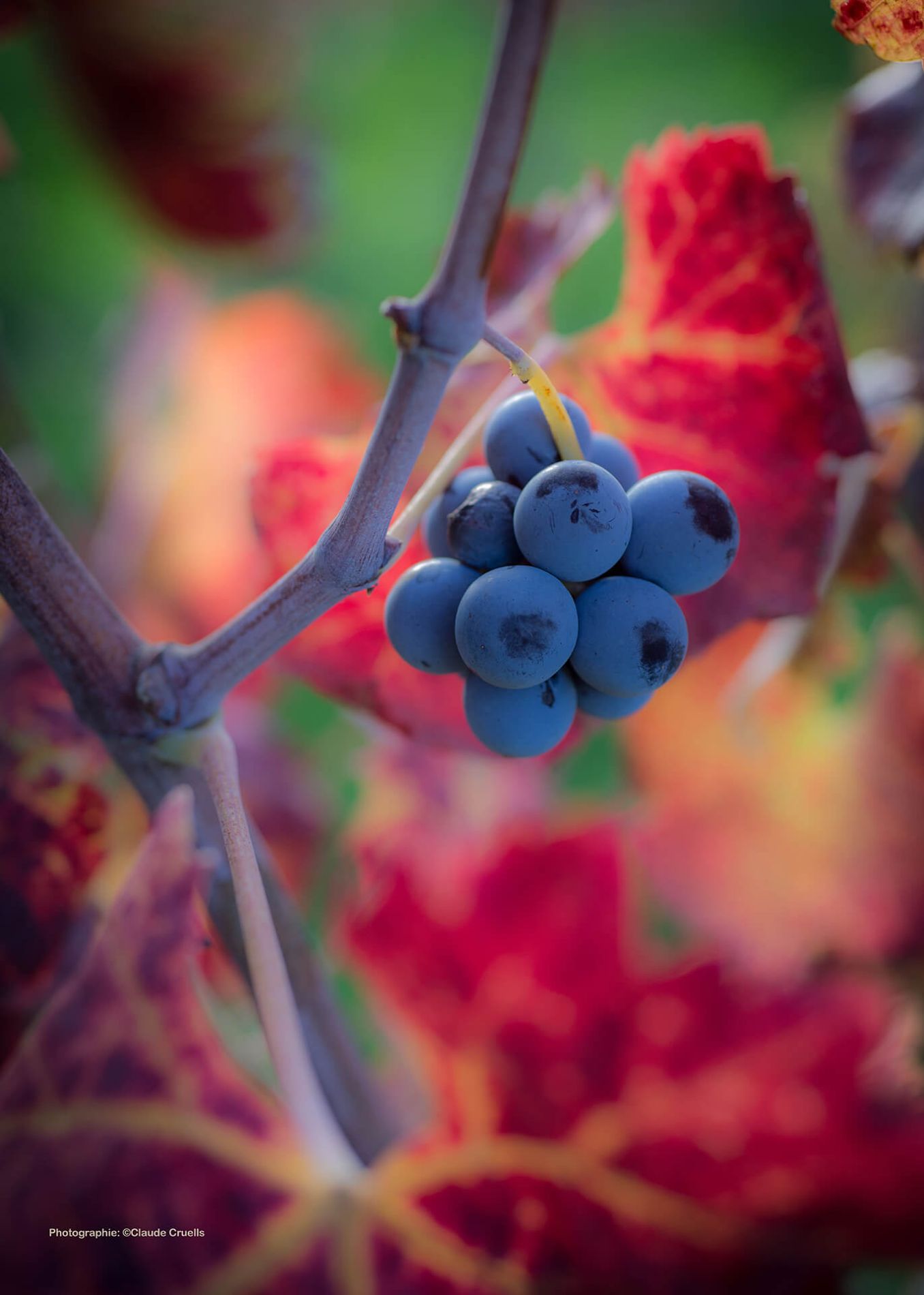 Cuvée Parcellaires | Domaine Comte Abbatucci