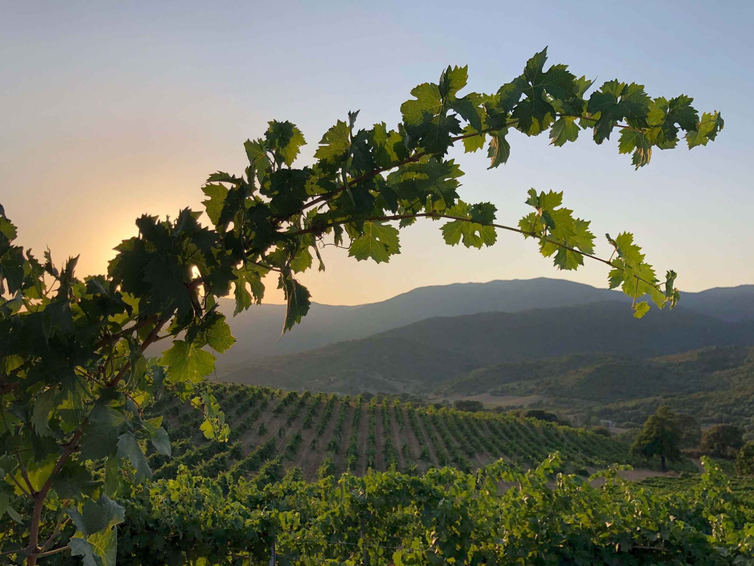 Recherche & innovation d'un vigneron corse | Domaine Comte Abbatucci