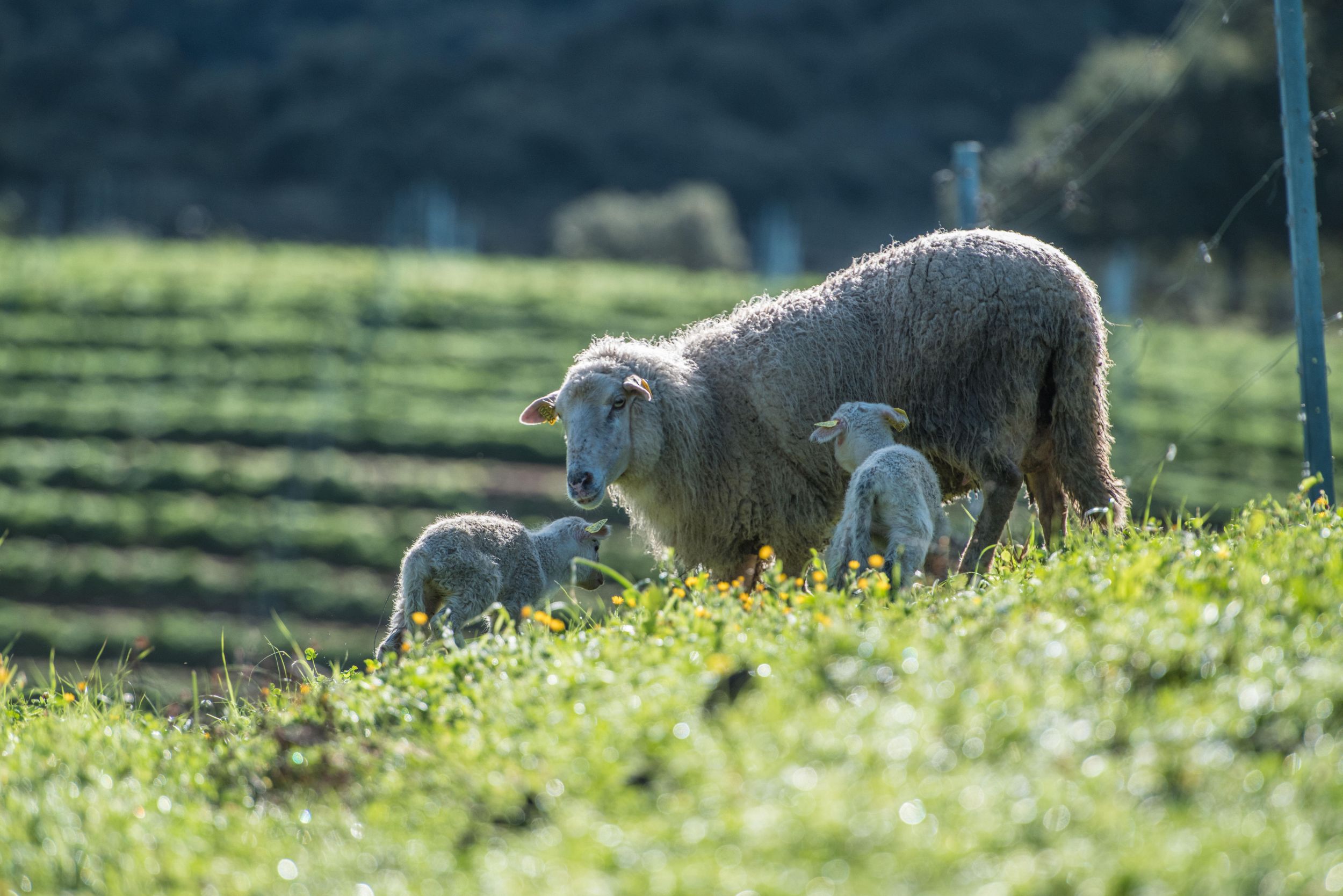 Des brebis dans le domaine en biodynamie | Domaine Comte Abbatucci