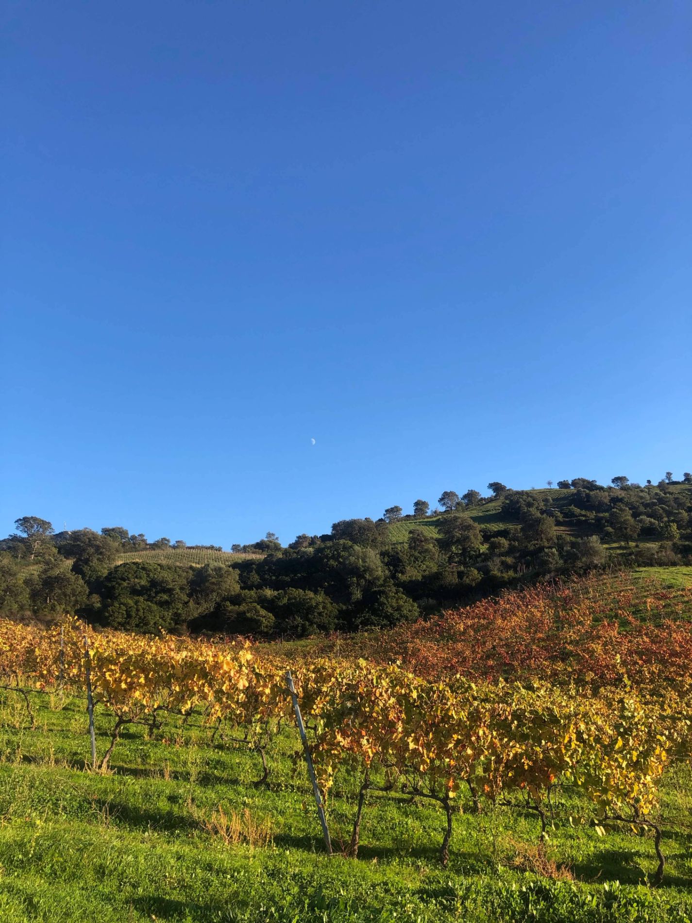 Le rythme lunaire dans le domaine en biodynamie | Domaine Comte Abbatucci
