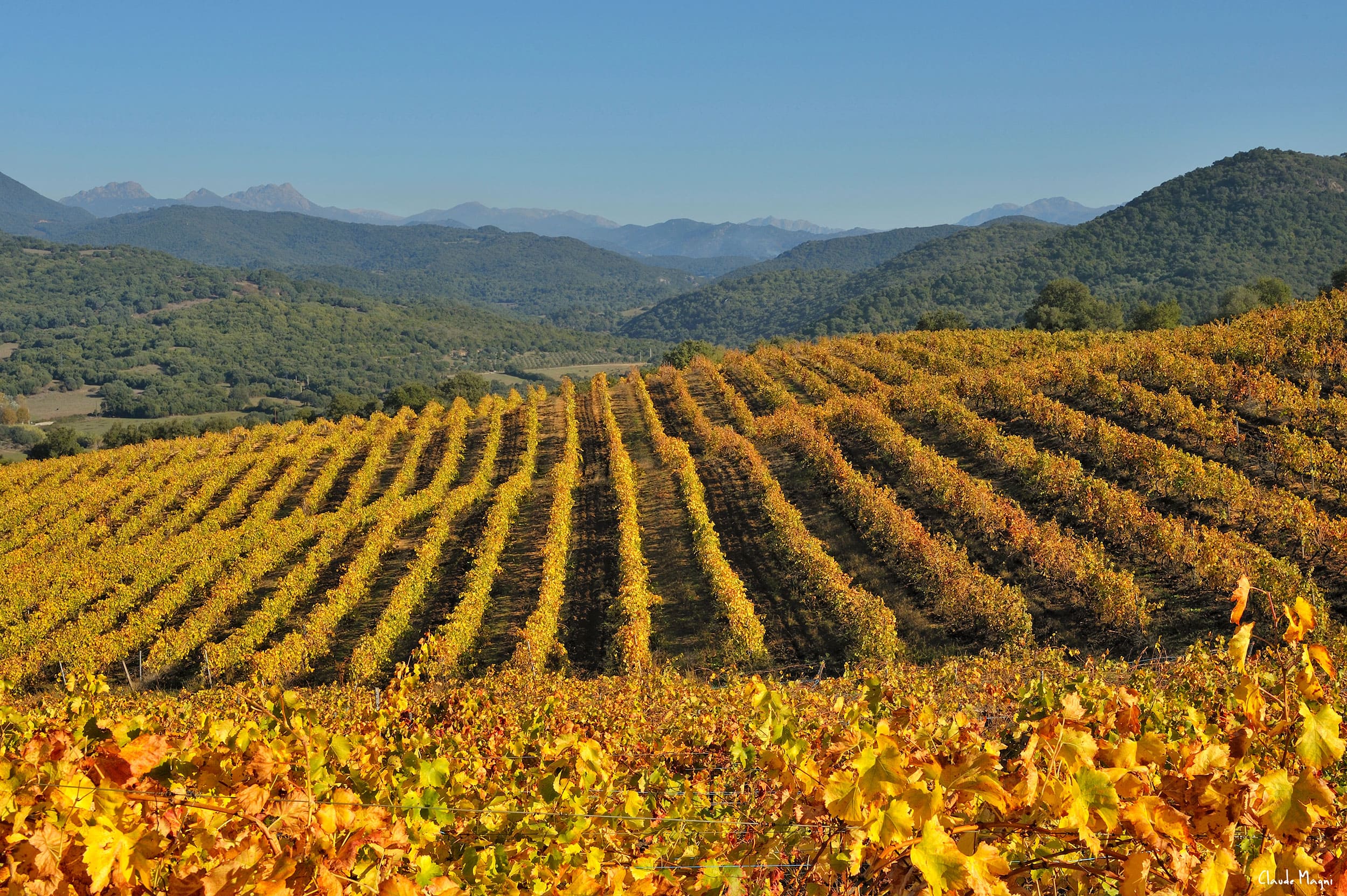 Vignoble dans la vallée du Taravo en Corse-du-Sud| Domaine Comte Abbatucci