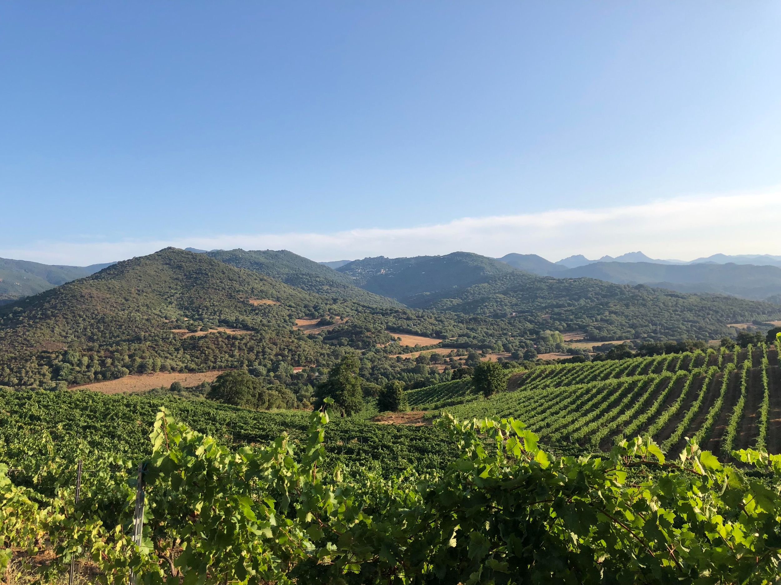 Un des plus anciens vignobles de Corse | Domaine Comte Abbatucci