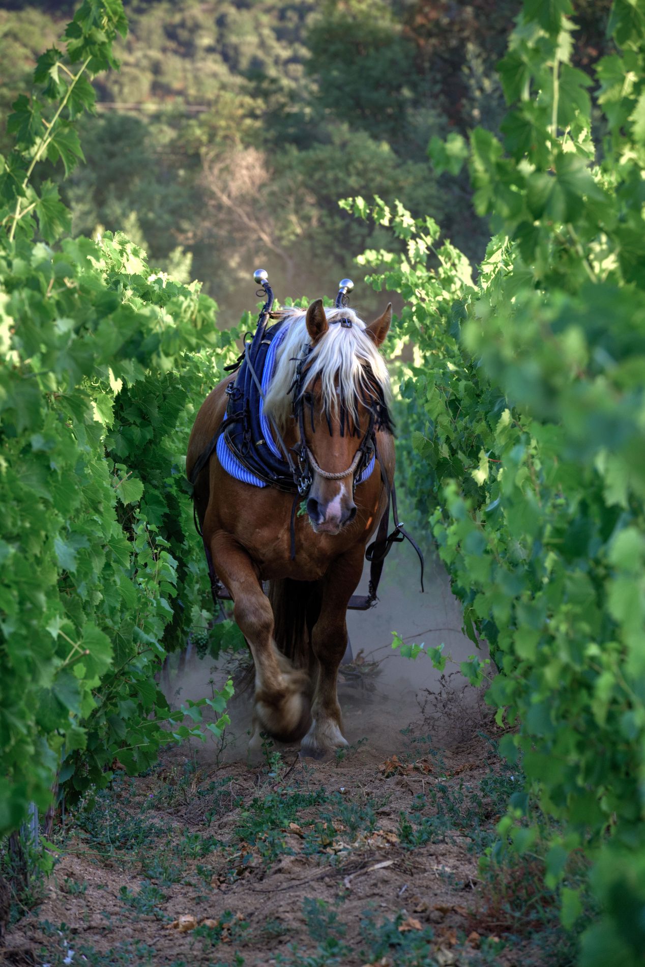Le travail au cheval dans le domaine en biodynamie | Domaine Comte Abbatucci