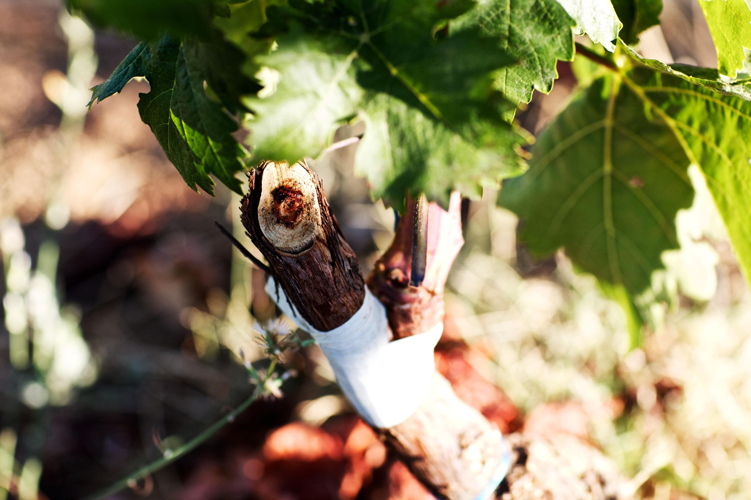 Greffage et surgreffage pr un vigneron corse| Domaine Comte Abbatucci