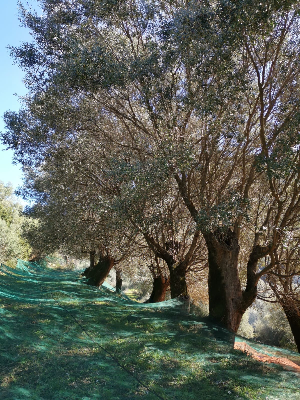 Virgin olive oil | Domaine Comte Abbatucci