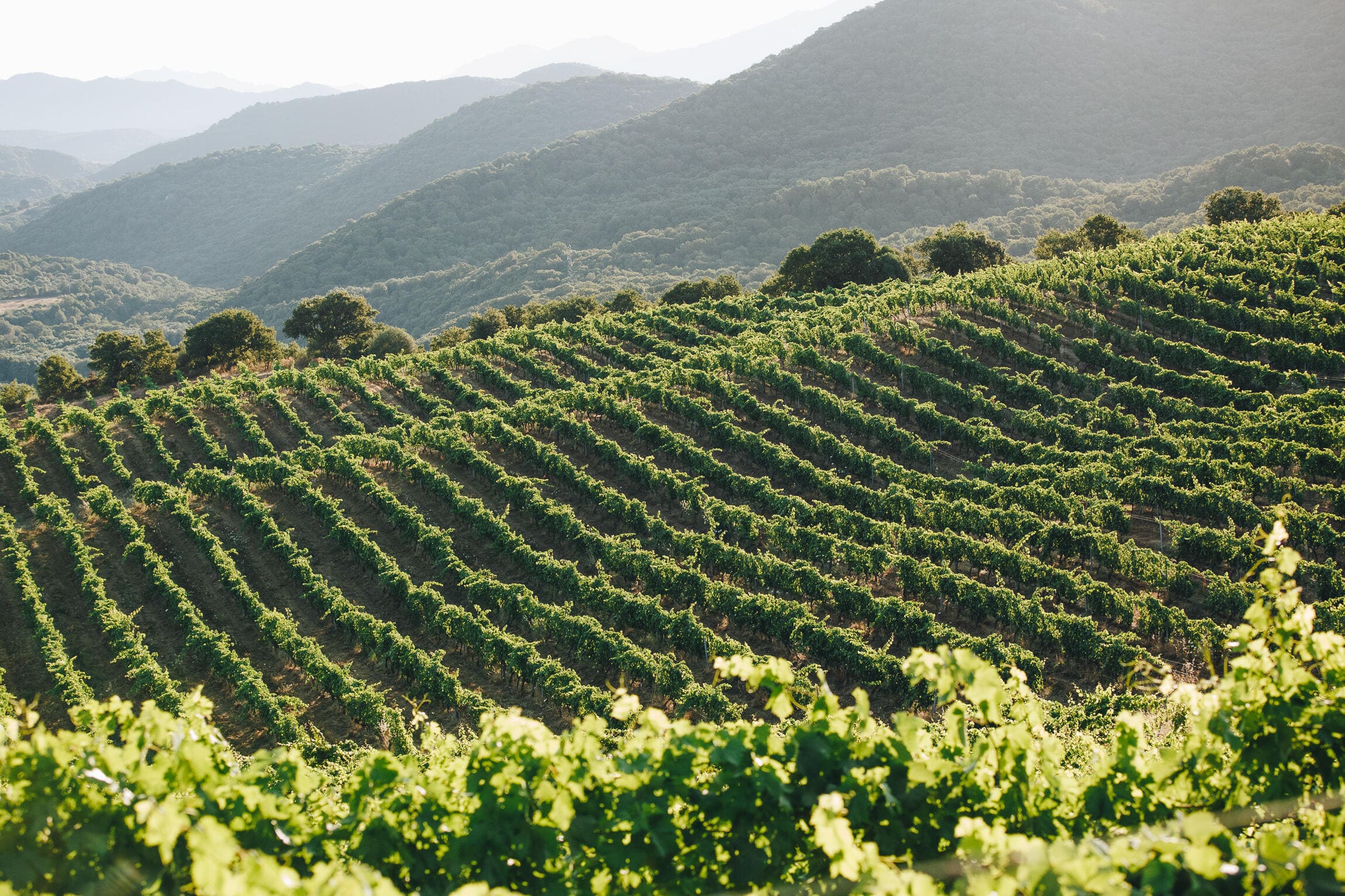Vignoble en Corse-du-Sud | Domaine Comte Abbatucci
